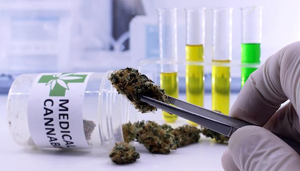 cannabis research