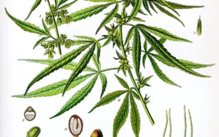 parts of a marijuana plant