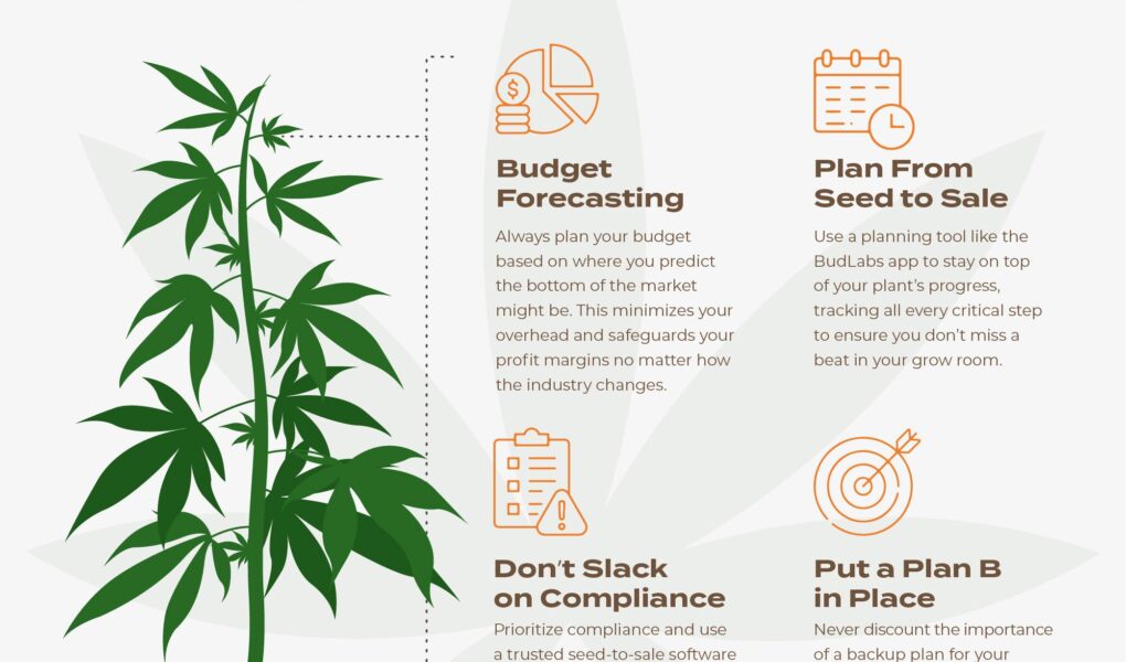 cannabis growth