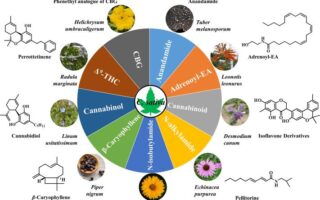 substances of marijuana