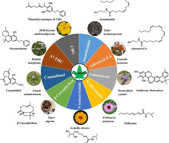 substances of marijuana