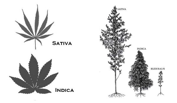 classification of marijuana as a drug