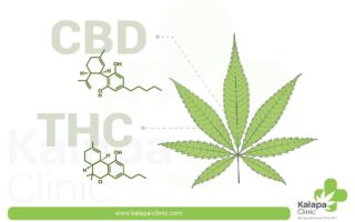 thc explanation