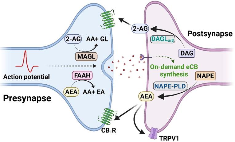 endocannabinoid system