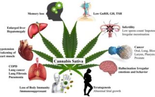 what can cannabis do