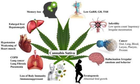 what can cannabis do