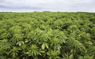 hemp plant picture