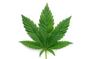 information about marijuana